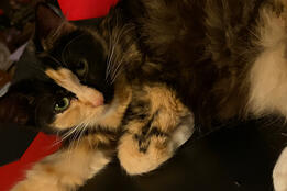 A photo of my cat Poptart. She is a calico and also a sweetie pie (and also a mean little bean). Also fluffy. She is rudely sprawled on my gaming chair (but so cute).